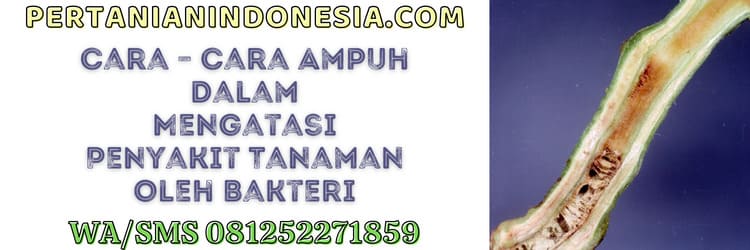 cara,cara ampuh,penyakit,tanaman,bakteri